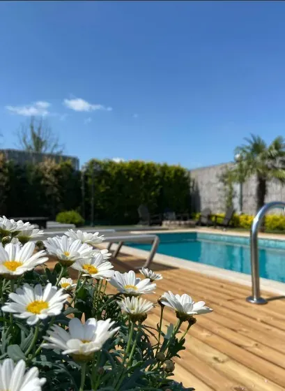Ahşap güverte kenarında papatyalar, arkada havuz ve çit